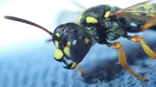 Cerceris ruficornis